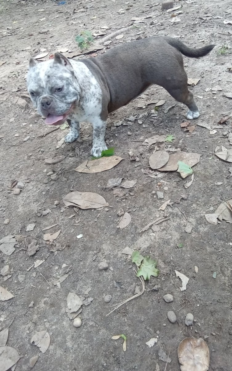 SDeutrell's tweet photo. MY GIRL BUNNY 🐰
#exoticbully #Newmoneykennels #Twitter https://t.co/gJqH4FR2Yt