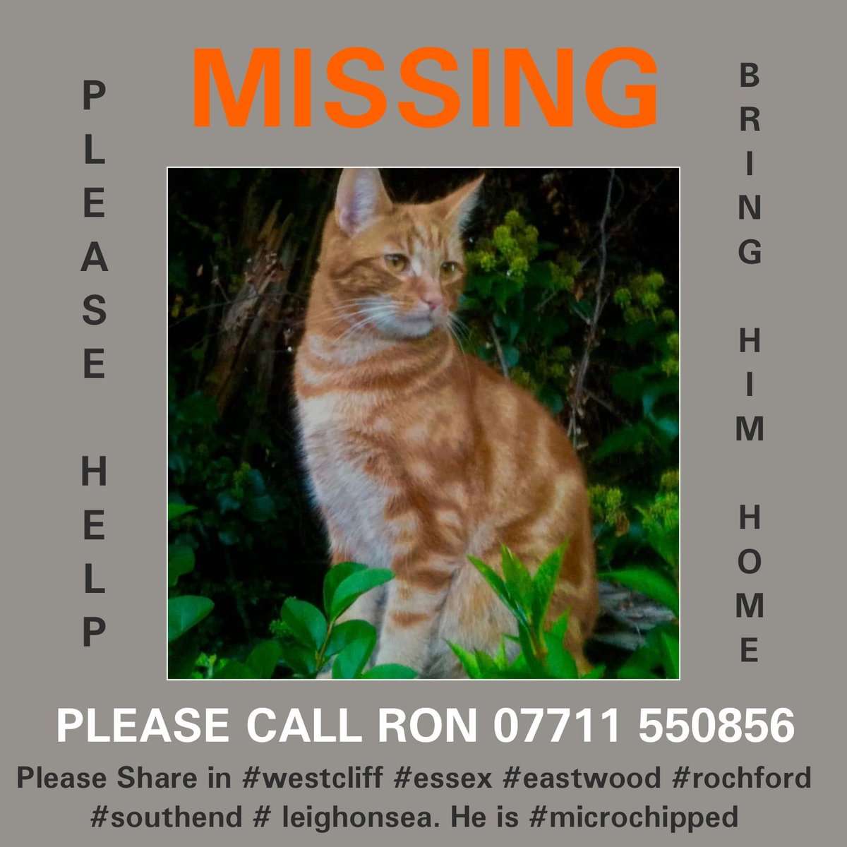 WrennHaye's tweet photo. MALE GINGER/ORANGE Tabby cat lost 25.07.22 in SS0 areaPrince Ave (A127) Essex. Could have travelled, please keep retweeting to get this post seen far &amp; wide to help his safe return.
@MissingPetsGB  @The_Animal_Team @PetsLocated  @petdetectivesuk   #Southend #essex https://t.co/DdjwsluVGe
