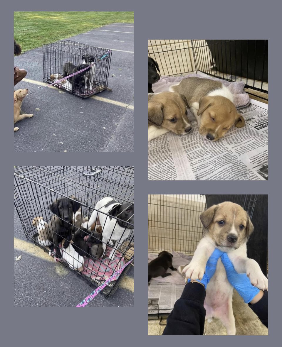 Tamaya Greenlee on Twitter "My local animal shelter is in need of