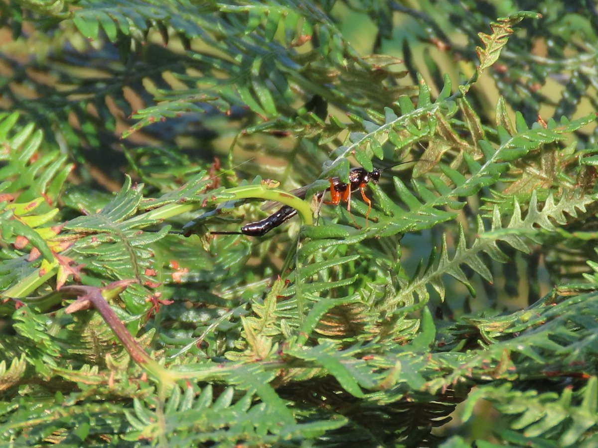 Kevin Bradshaw tweet media