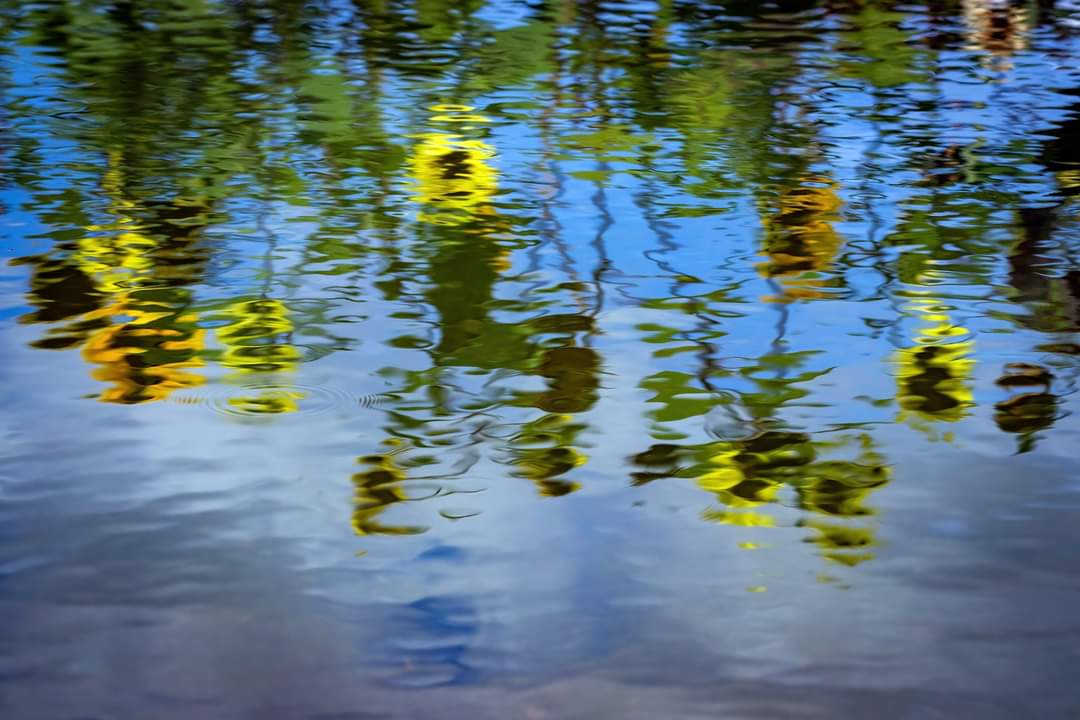 🌻 sunflower reflections
