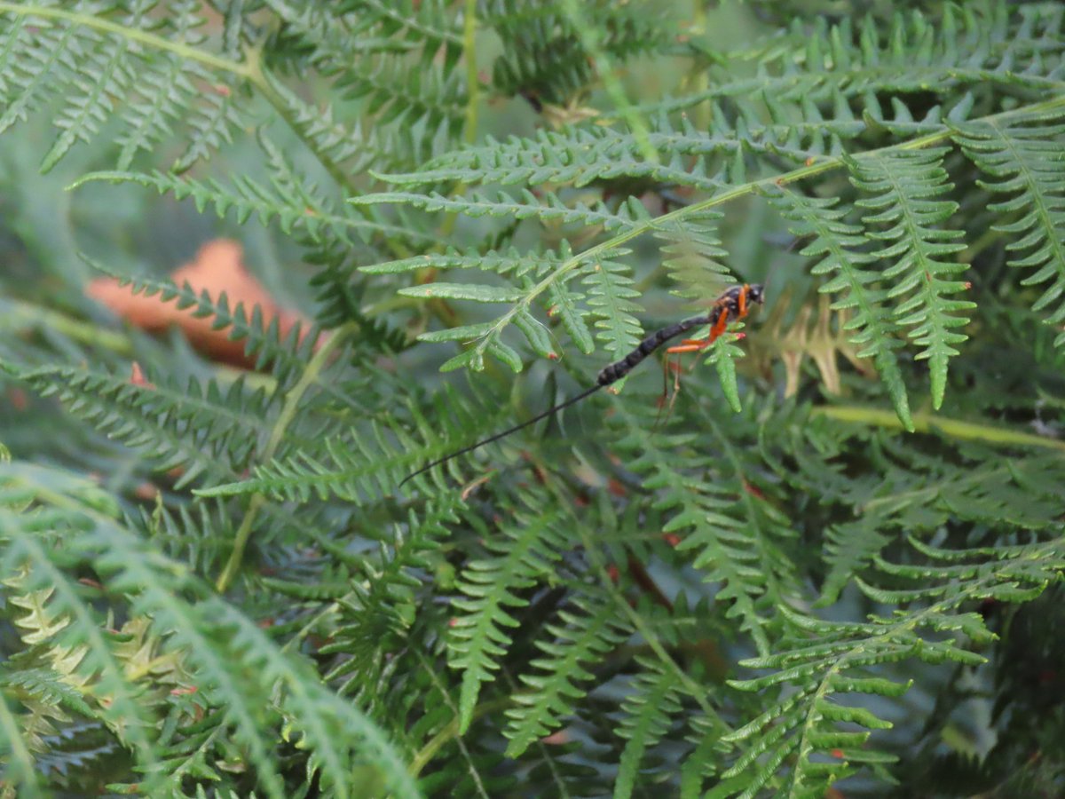 Kevin Bradshaw tweet media