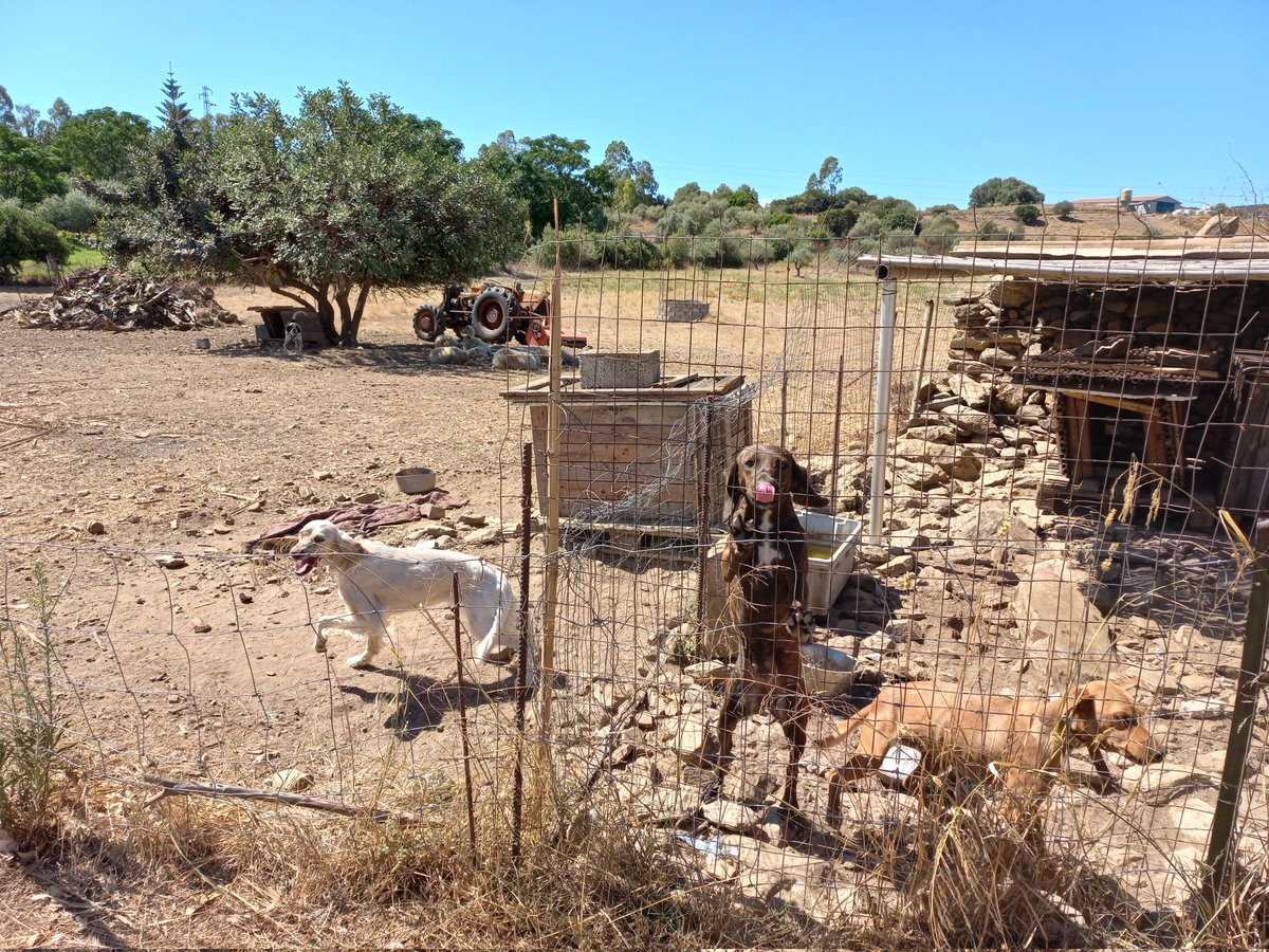 mata070707's tweet photo. All'azienda agricola Capo Comino 4 cani sono permanentemente legati, sono al sole, nelle feci, non hanno acqua e cibo a sufficienza. https://t.co/vcMYJTxoRO