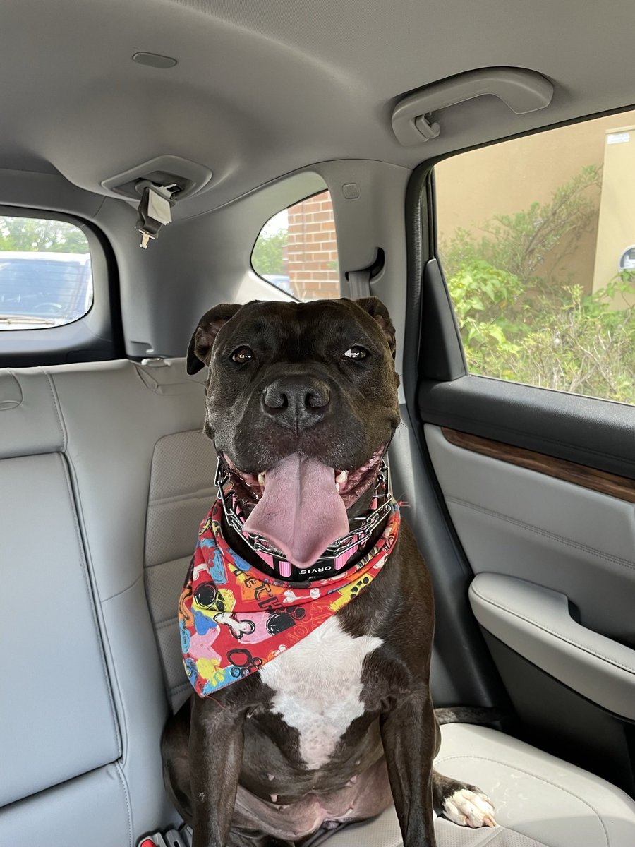 ShowMeMorrison's tweet photo. @dog_rates @Trupanion https://t.co/iHt8GFER6H
