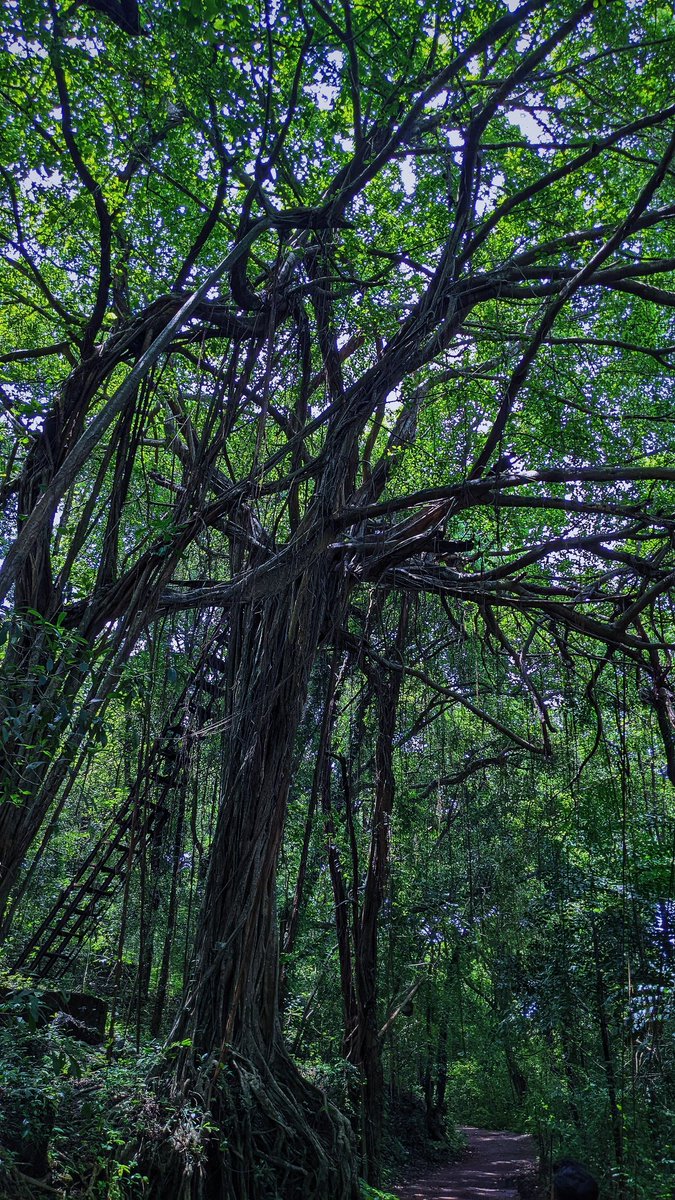 janhki's tweet photo. Some random pictures I've clicked!✨🍁 Here's the thread. https://t.co/cRkE8yR4aj