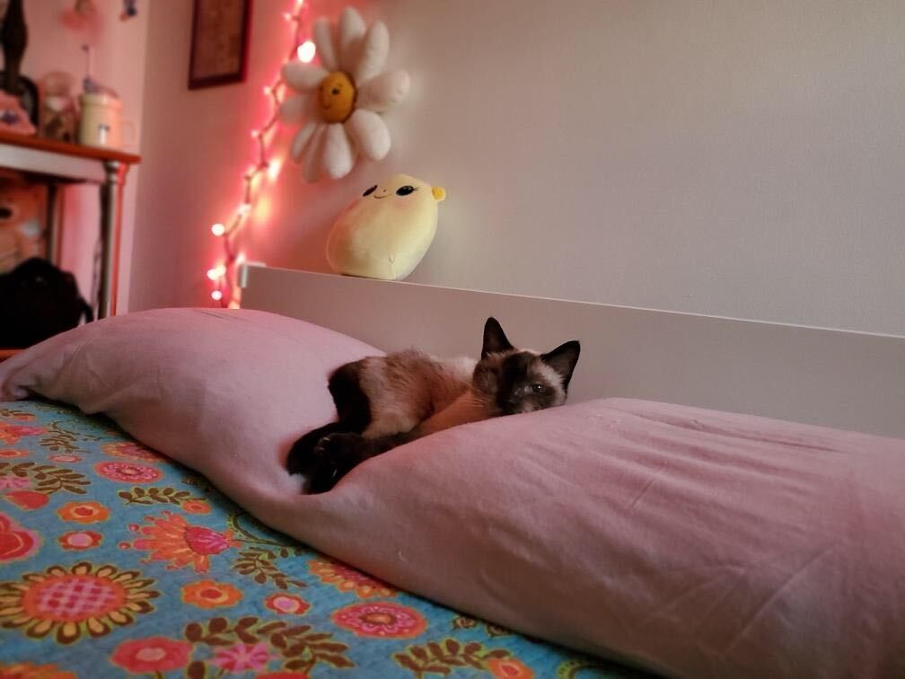 "I love my new squishy cat bed" 😹 Does your cat think your pillows are also their cat bed?

Falafel 🥙 is an 8 y/o sweet boy who is FIV+ with one eye. He is living a great, healthy life because someone gave him a second chance.💜 #straycatalliance #fosteringsaveslives #cats