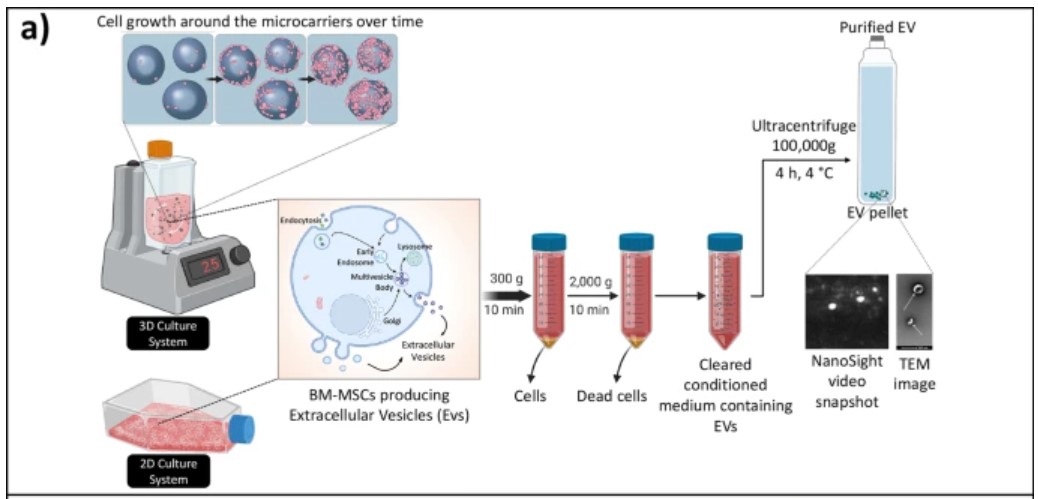 ASBMR's tweet photo. Bone marrow mesenchymal stromal cells in a 3D system produce higher concentration of extracellular vesicles (EVs) with increased complexity and enhanced neuronal growth properties #ASBMR #BoneScienceNews

https://t.co/MOOlBpF4pS https://t.co/uTbO4mE5PB