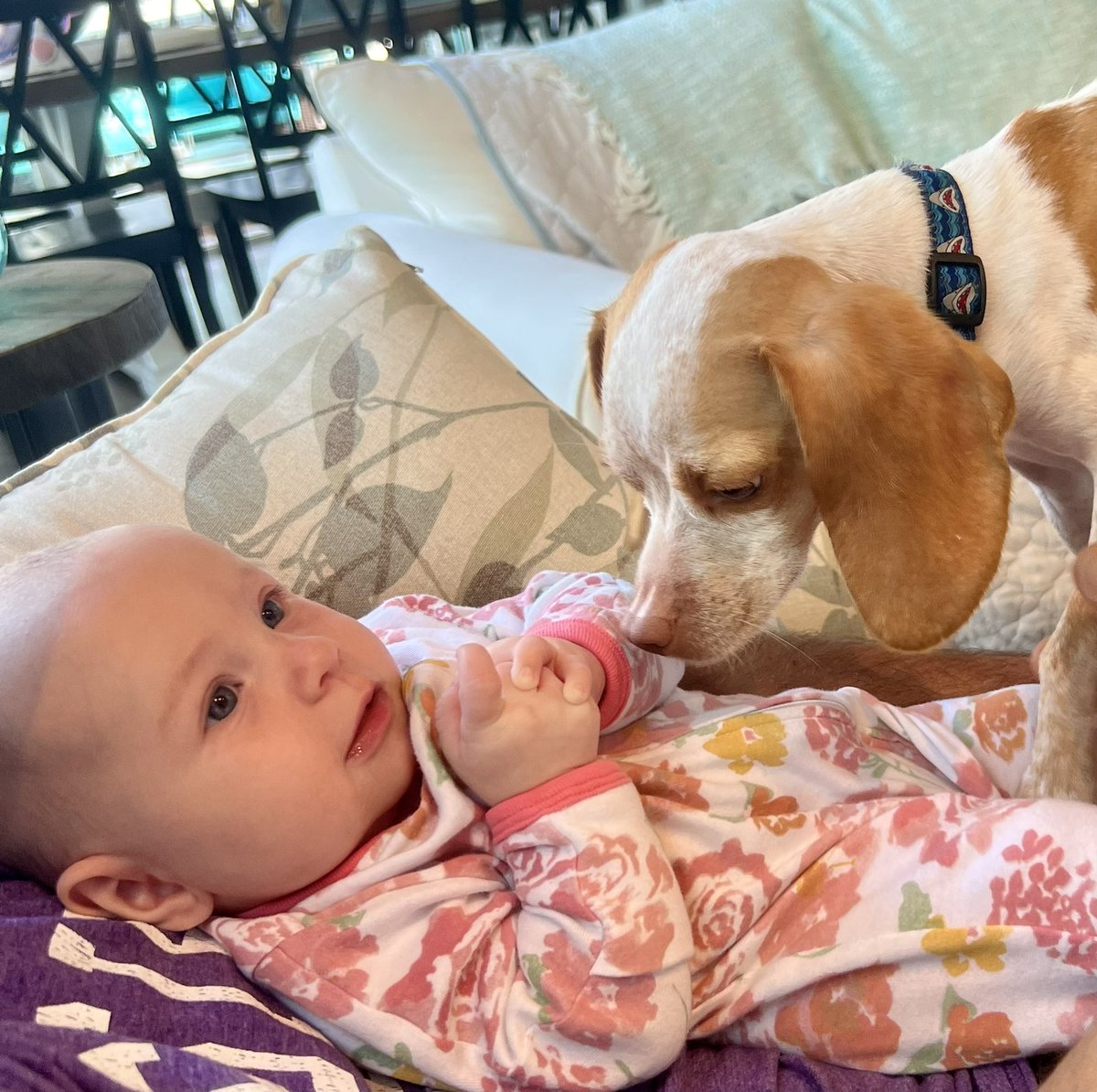 LemonBeagleBeau's tweet photo. Hi Pals, my hoobro brought the small human for a visit. She is very cute and I know I have to be gentle with her. I think she likes me!! #doguncle #heckcancer #livingmybestlife #pocketbeagle #lemonbeagle #beagle #dogsoftwitter https://t.co/39yUANiuzA