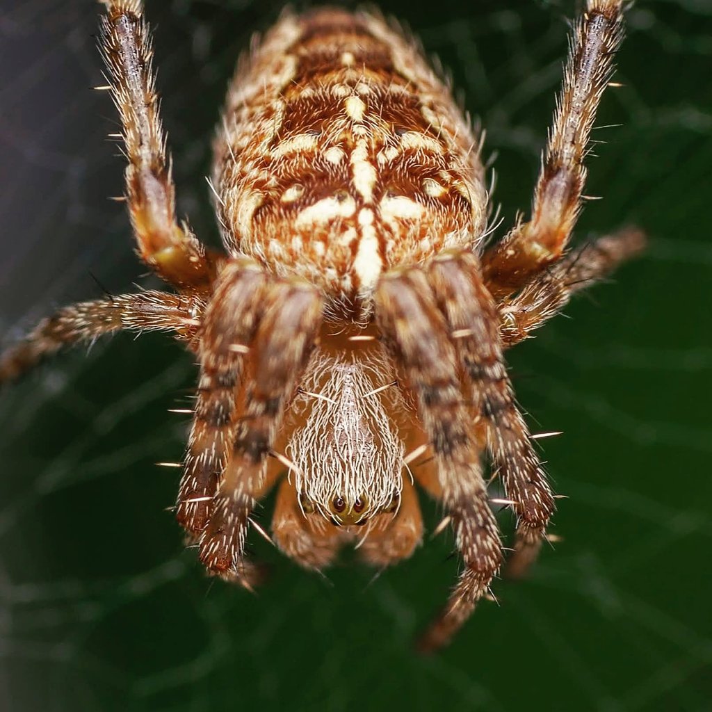 RigdenDebbie's tweet photo. Common names: garden spider, European garden spider, cross spider ; Scientific name: Araneus diadematus ; Family: Araneidae
#gardenspider #crossspider #spider #arachnid #macro https://t.co/kXQwbHVwif
