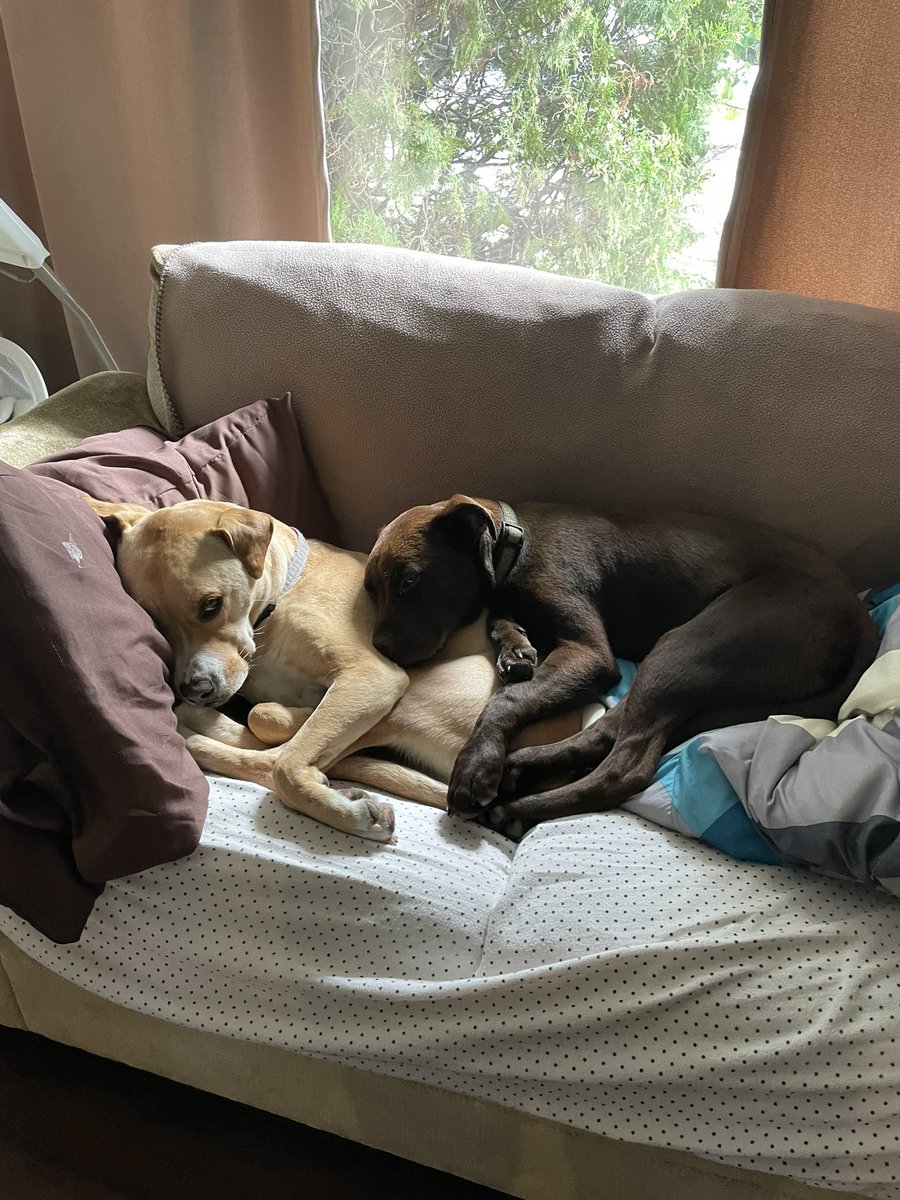 TheMcDrizzle's tweet photo. @dog_rates @Trupanion https://t.co/u6FaxIyVdz