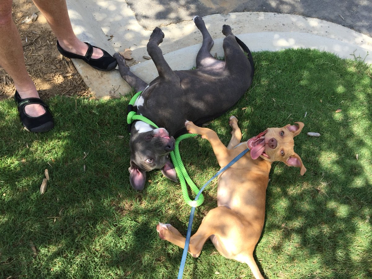 Mood: just trained for @RescueMe5k!

Sign up 👉 bit.ly/RescueMe5k