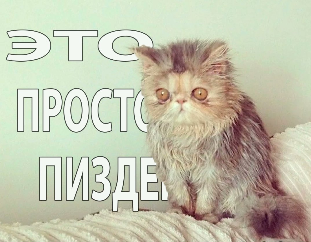 Невыспавшийся кот