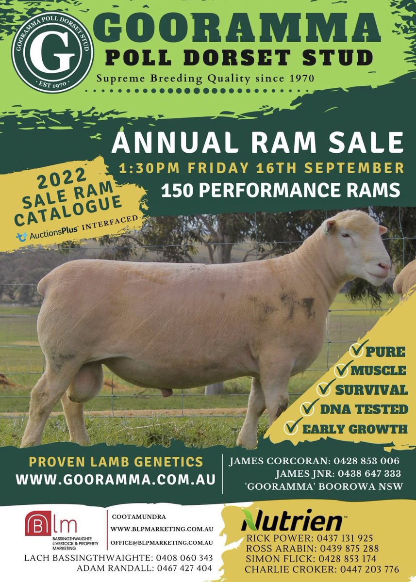 The 2022 Gooramma Ram Catalogue is now online! 
LINK - rb.gy/hwmegf
68 pages of Fresh Gooramma Rams! 
SALE DATE - FRIDAY 16TH SEPTEMBER 2022 
As always, contact Jim to be added to the hard copy mailing list!