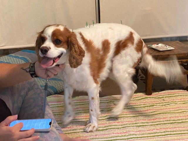 joychivet's tweet photo. Who's this handsome guy? This is Finley!!! He was here for his 2nd acupuncture treatment for a nerve issue. The Food Therapy &amp; Chinese herbals have been helping! We're happy to see him again! #DogAcupuncture #HamptonVirginia #WeLoveDogs #HolisticDog #DogDoctor #VeterinaryMedicine https://t.co/cKQK5xjAiJ