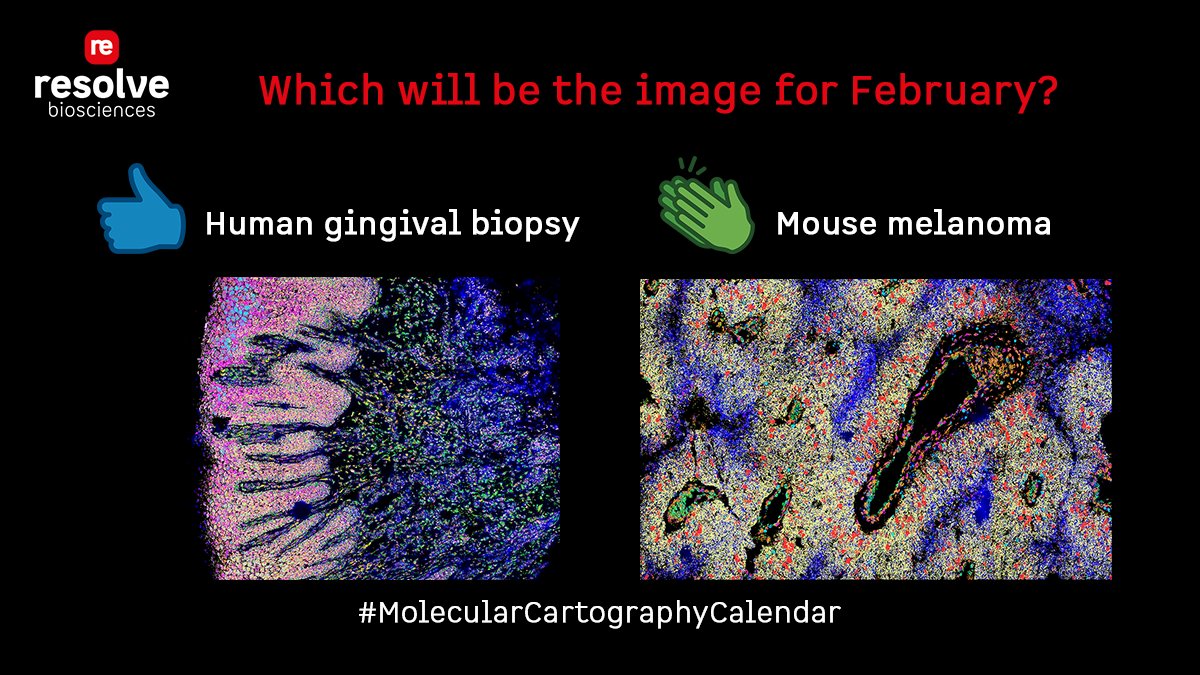 ResolveBioSci's tweet photo. Our customers created this stunning data to study how #diseases develop. Vote for your favorite image for the month of February and sign up for our #MolecularCartographyCalendar Choose from human #gum or mouse #melanoma tissue https://t.co/gWlWK8kBcf https://t.co/v2es3zHXFv
