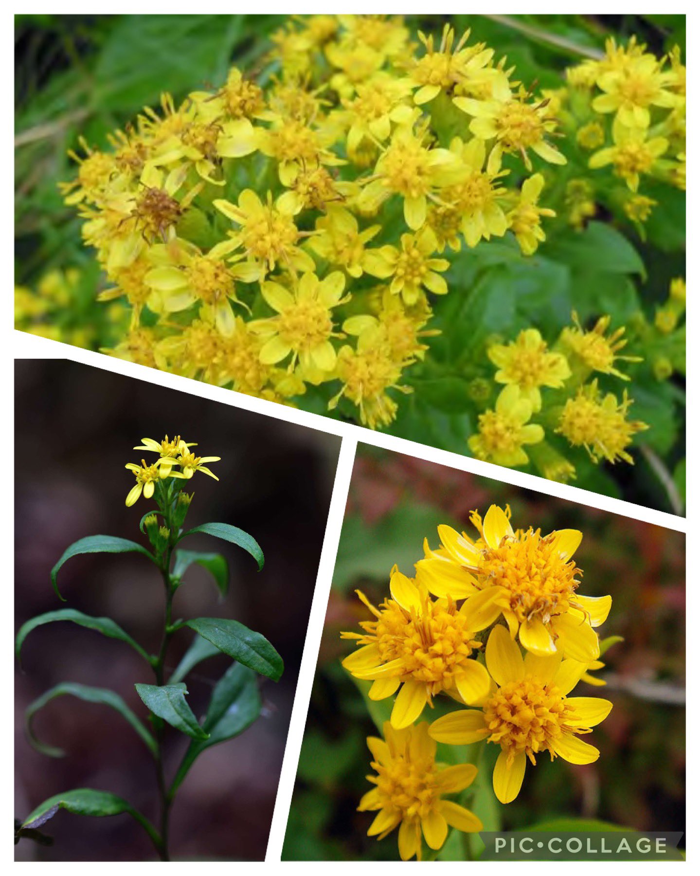 ヒロミ 毎日の日常に誕生花を添えて Pa Twitter 皆さんおはようございます 8月30日の誕生花 アキノキリンソウ 秋の 麒麟草 花名の由来 秋に咲くキリンソウに似 た花の花姿から 秋の麒麟草 アキノキリンソウは古くから 万能の薬草として広く 活躍