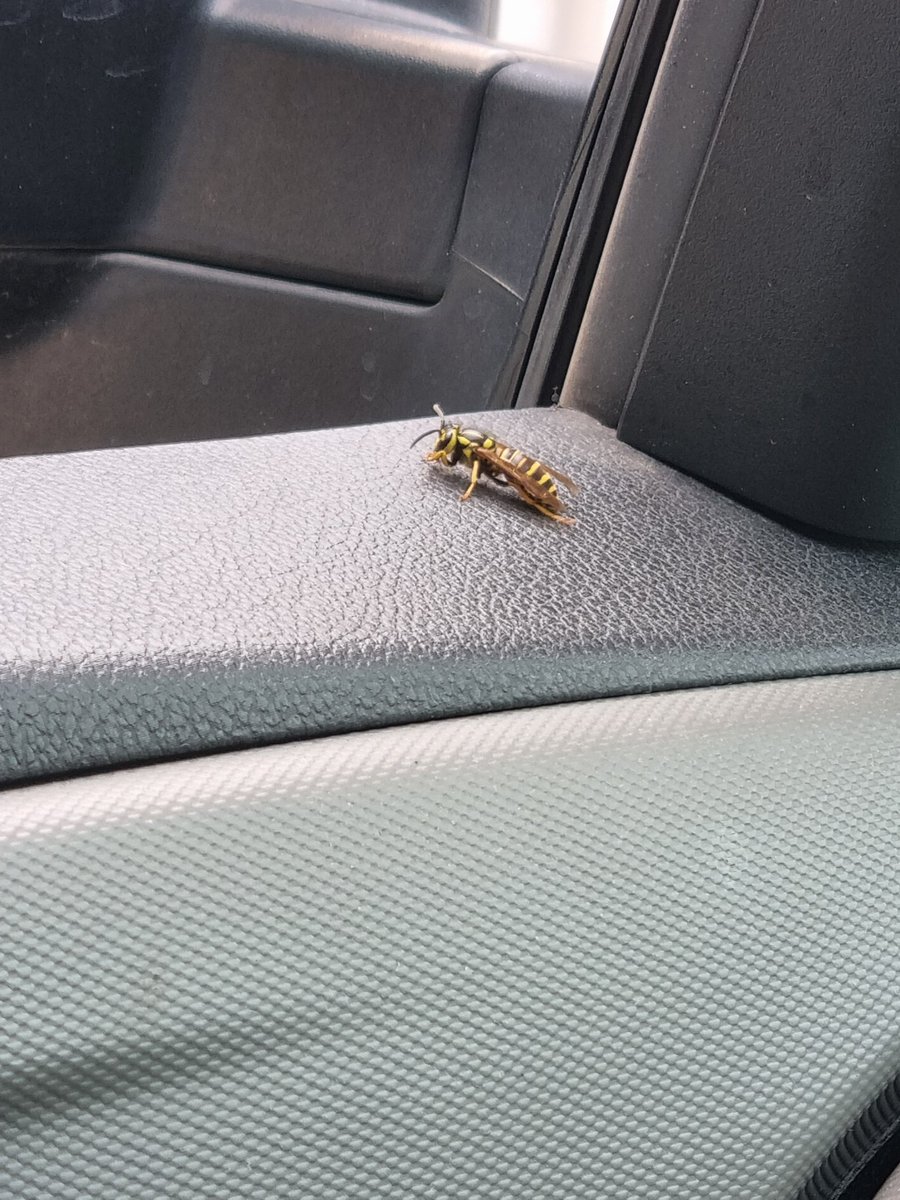 Sole1389's tweet photo. Que clase de "abeja" es esta?? https://t.co/EC9PGoZkDz