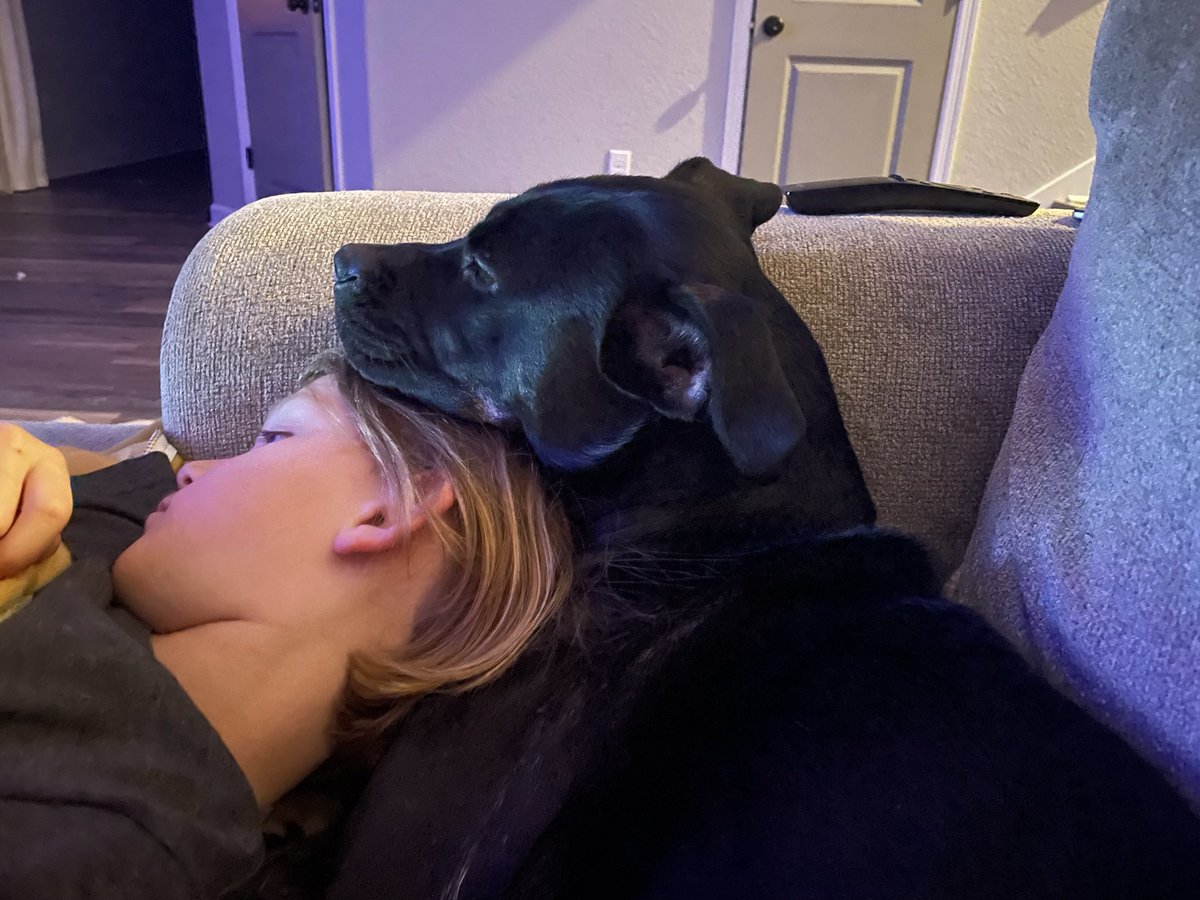 AButler14's tweet photo. All of the Hai snuggles with my Pittie/Shepherd mix https://t.co/i7CLosRhM3