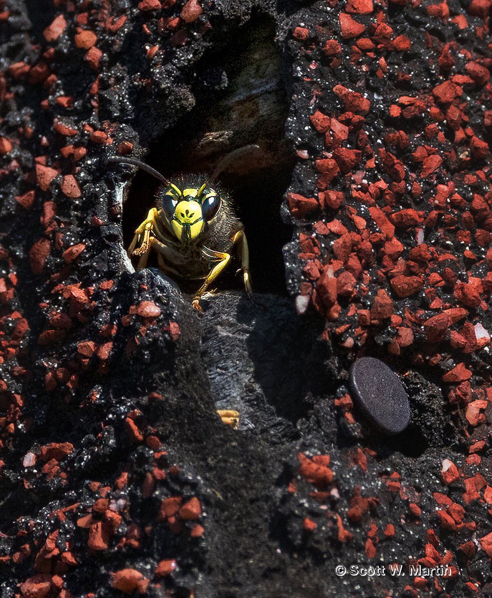 ve3sz's tweet photo. Guardian of the nest! Yellow Jacket Wasp. #yellowjacket #wasp #shingles #nature https://t.co/xlGay19tdS