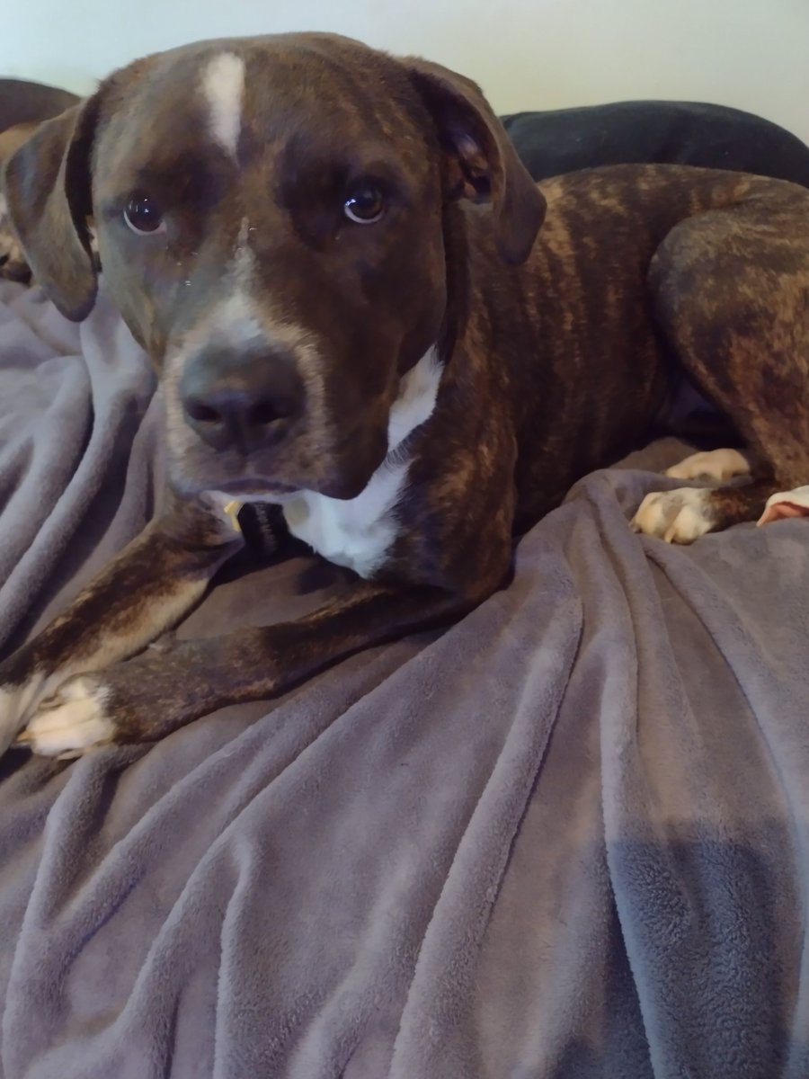 Govtcontrol's tweet photo. @dog_rates @Trupanion https://t.co/eV4HJuiZxE