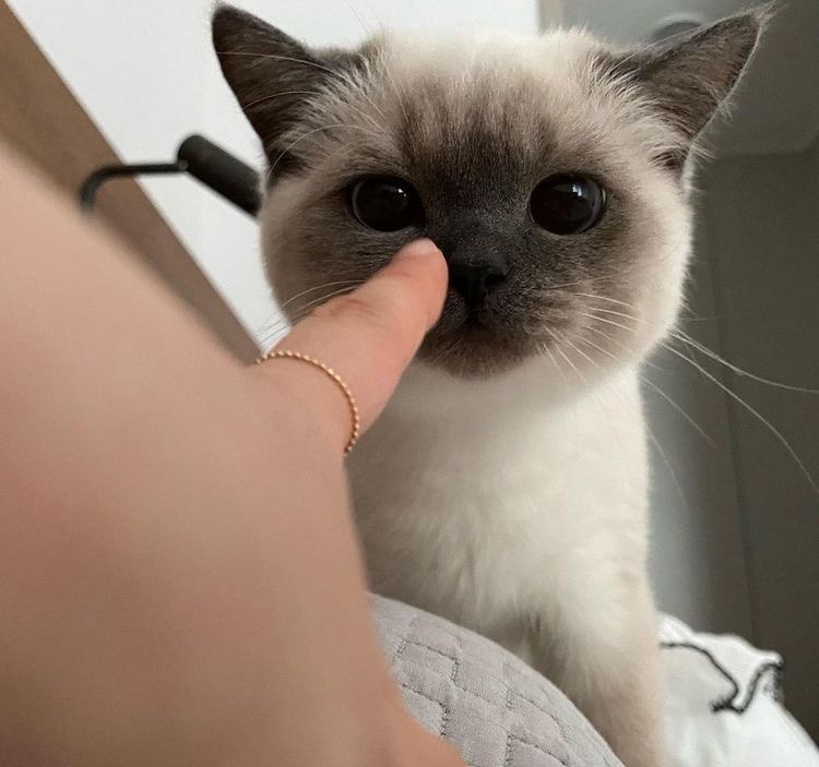 — Cita con una canción que... ☆