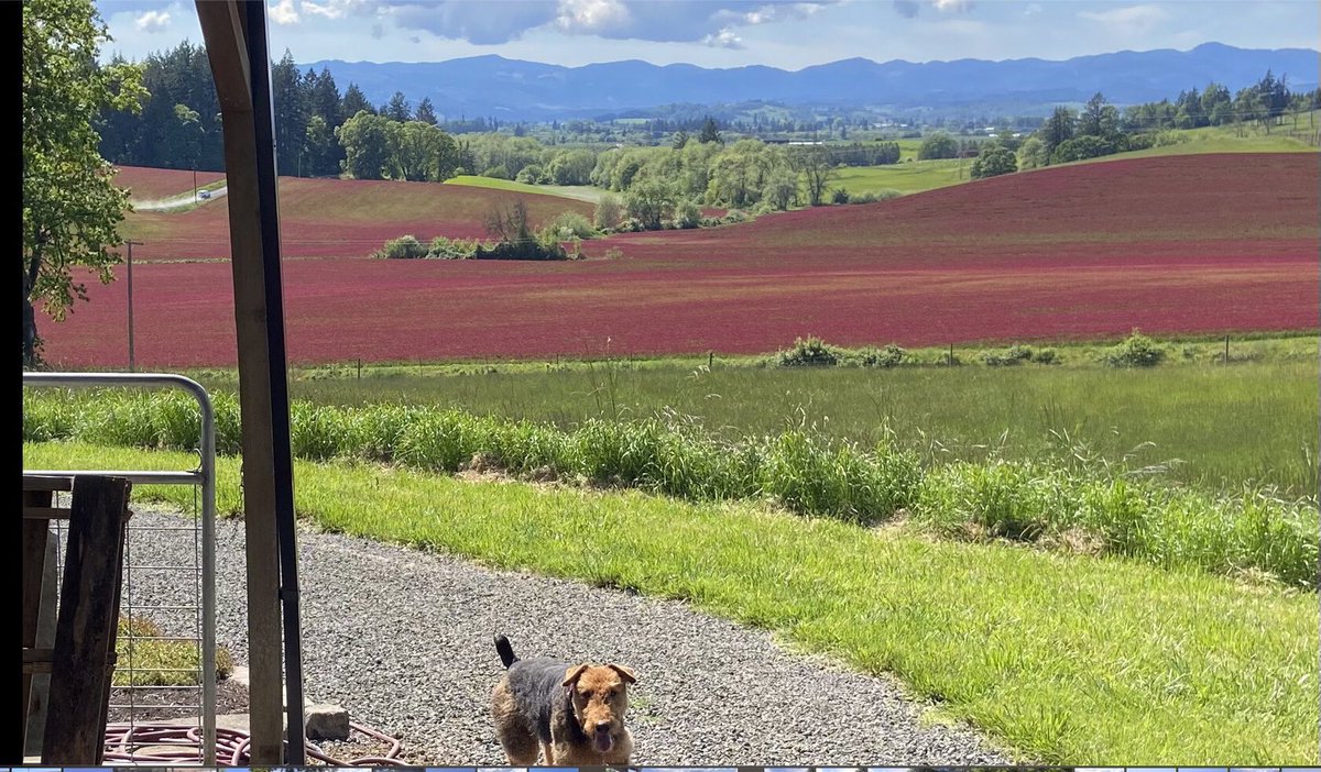 trianglewinepdx's tweet photo. @PollakVineyards @MonksGate_Wines Fizzy is my favorite winery dog! https://t.co/qQn0mQ2i4I
