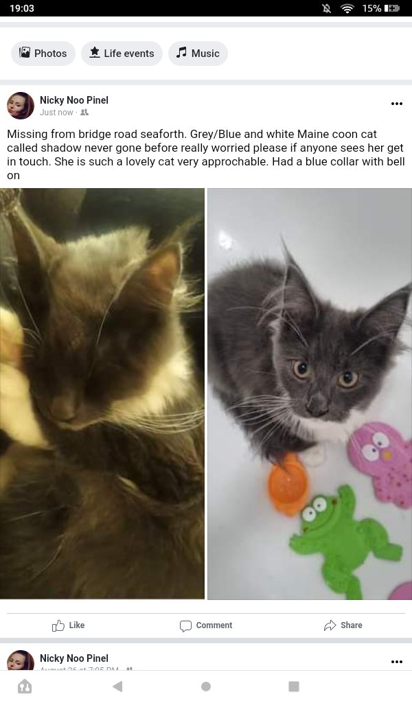 The_Animal_Team's tweet photo. #Missing #MaineCoon #Cat #missing #lost from #BridgeRoad #Seaforth #Liverpool #L21 area. Wearing a blue collar with a bell on. Chipped. https://t.co/CSunmnakQc #CatsOfTwitter #MissingCat #LostCat #cats https://t.co/gWTk5HnE43