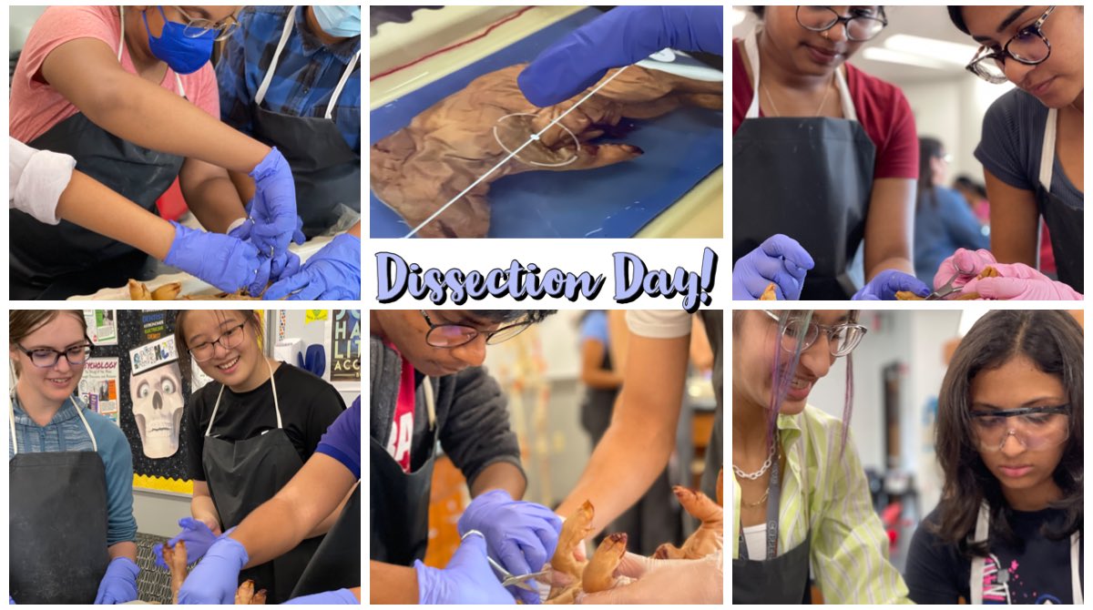 jdeinhammer's tweet photo. Dissection day is the best day - overview of the body systems for these future health care professionals! #CHSLearnLoveServe #chsAP https://t.co/T47nL9AQ4B