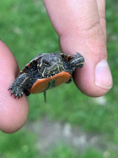 RubyRedSlider tweet picture