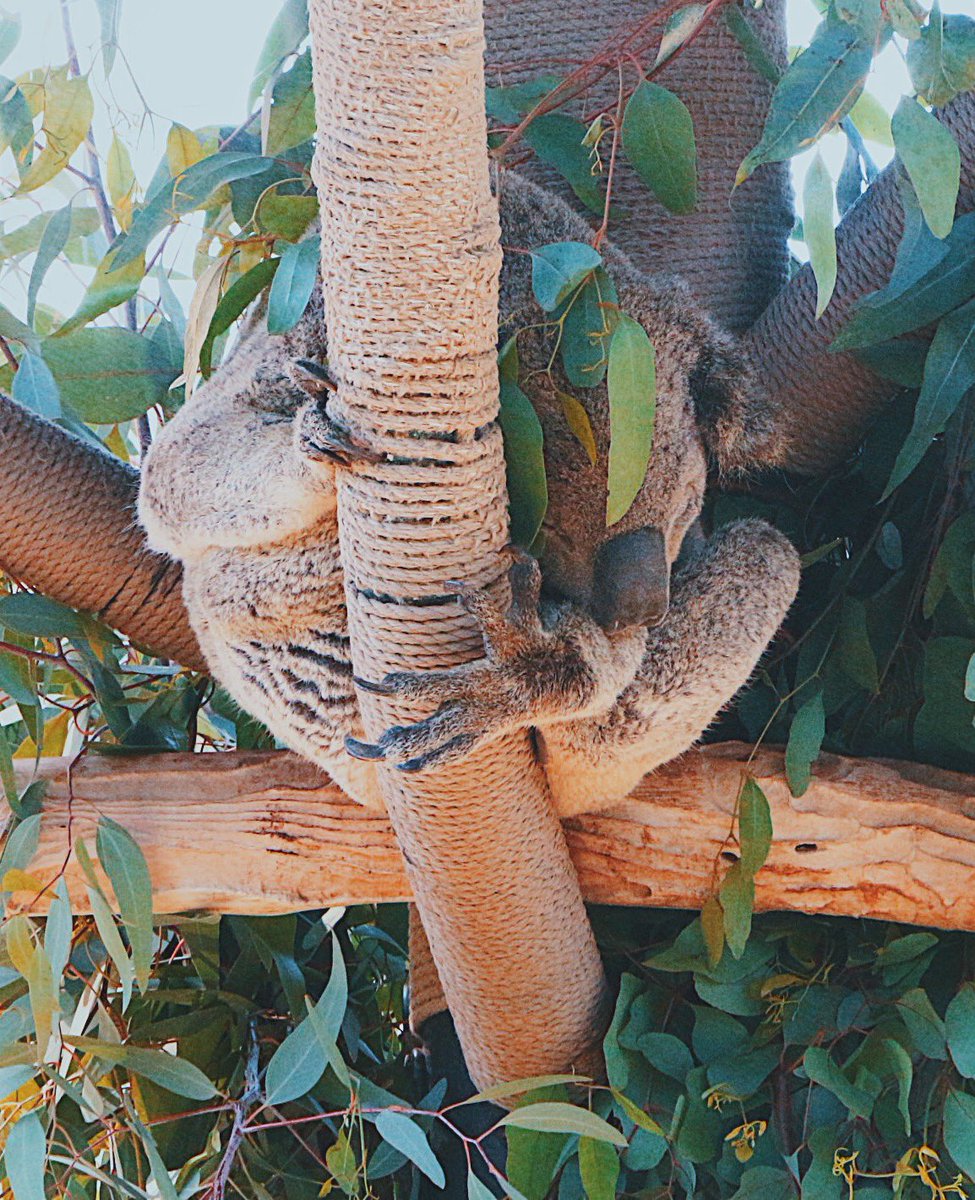 CrisSoldani's tweet photo. #koala #sandiegozoo @sandiegozoo #sandiego #California #cute 🥰 https://t.co/tIWoopvUYi