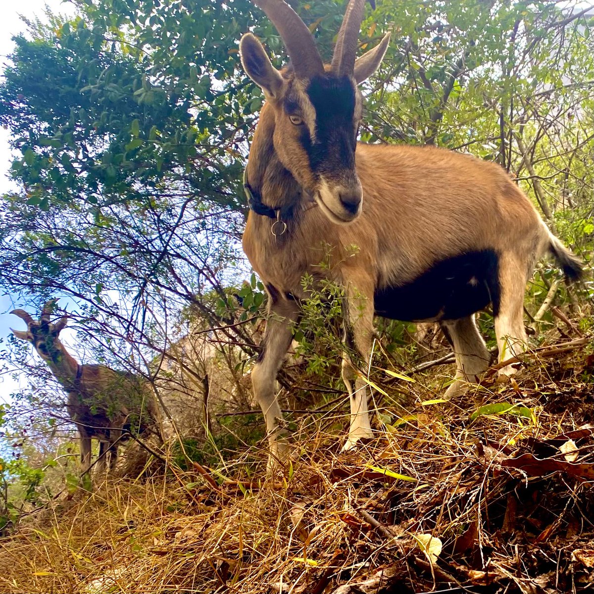 UsfcaSustains's tweet photo. Who are our new friends on campus? The goats from @citygrazing work to better our community by all-natural grazing, benefiting our soil, reducing carbon emissions, fire-risk, invasive plant spread, and so much more! They'll be here for a few weeks so enjoy their majestic beauty! https://t.co/0ztGuVoNZu