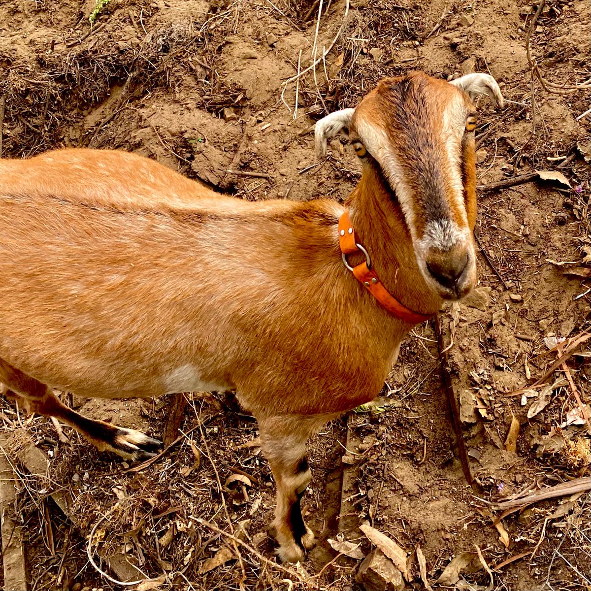 UsfcaSustains's tweet photo. Who are our new friends on campus? The goats from @citygrazing work to better our community by all-natural grazing, benefiting our soil, reducing carbon emissions, fire-risk, invasive plant spread, and so much more! They'll be here for a few weeks so enjoy their majestic beauty! https://t.co/0ztGuVoNZu