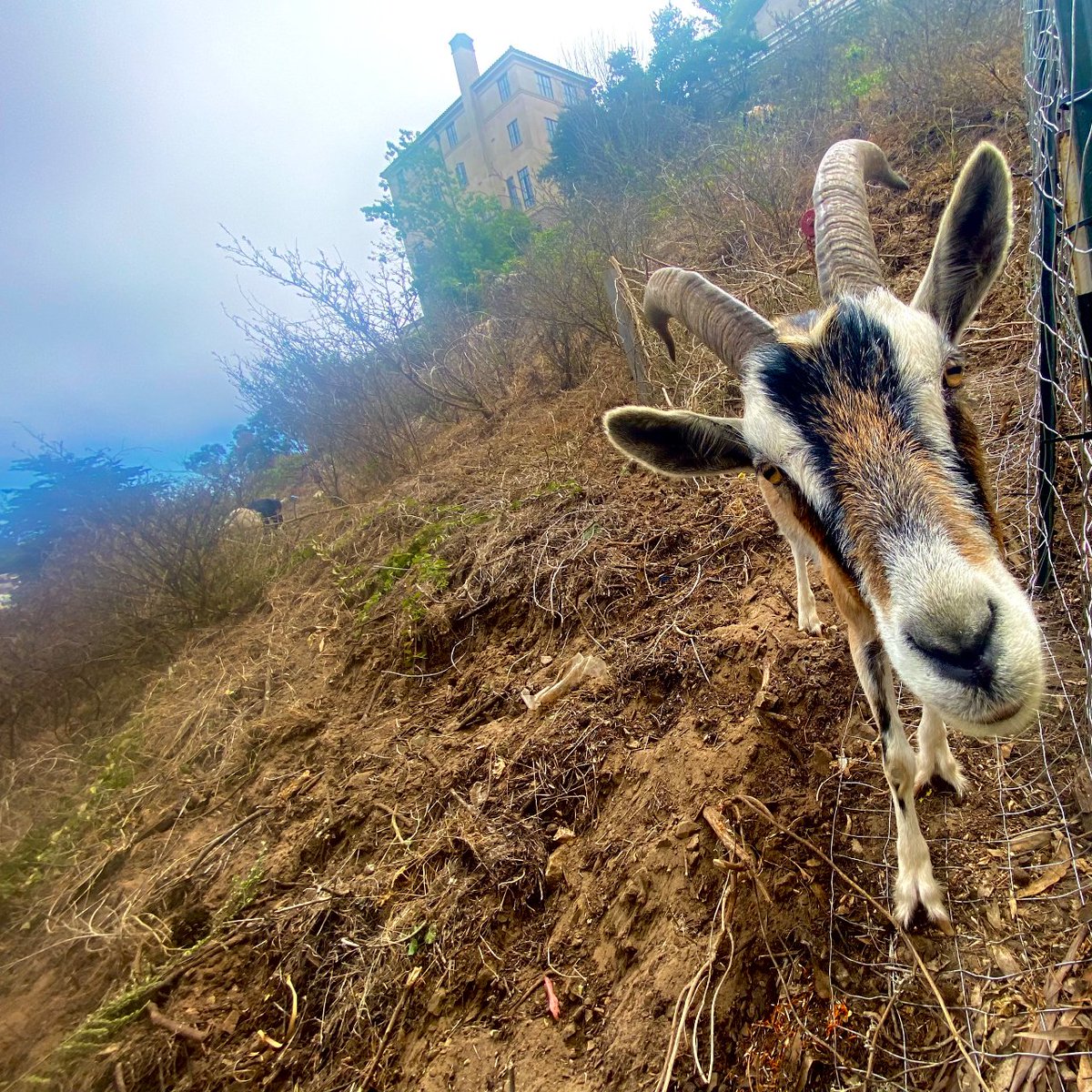 Who are our new friends on campus? The goats from @citygrazing work to better our community by all-natural grazing, benefiting our soil, reducing carbon emissions, fire-risk, invasive plant spread, and so much more! They'll be here for a few weeks so enjoy their majestic beauty!