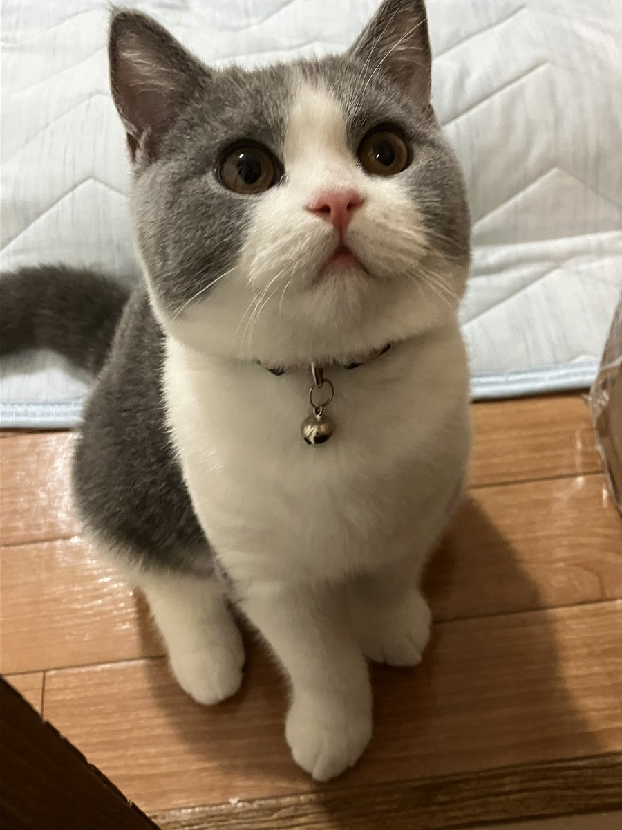 _rain0331's tweet photo. 待っててくれてるの...もう寝るからね。

 #ブリティッシュショートヘア 
 #猫のいるくらし https://t.co/kmPfPA6V4Q