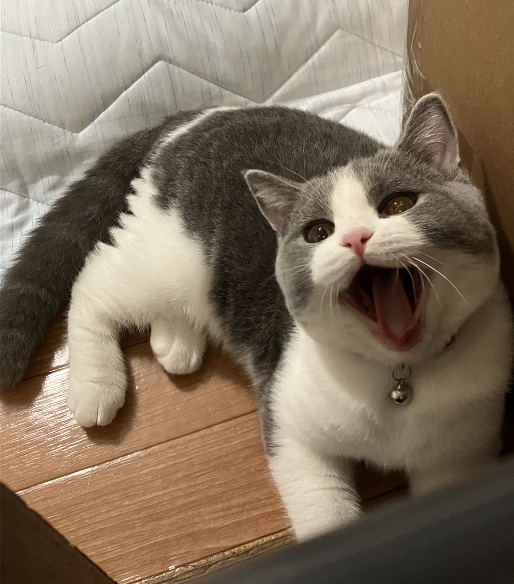 _rain0331's tweet photo. 待っててくれてるの...もう寝るからね。

 #ブリティッシュショートヘア 
 #猫のいるくらし https://t.co/kmPfPA6V4Q