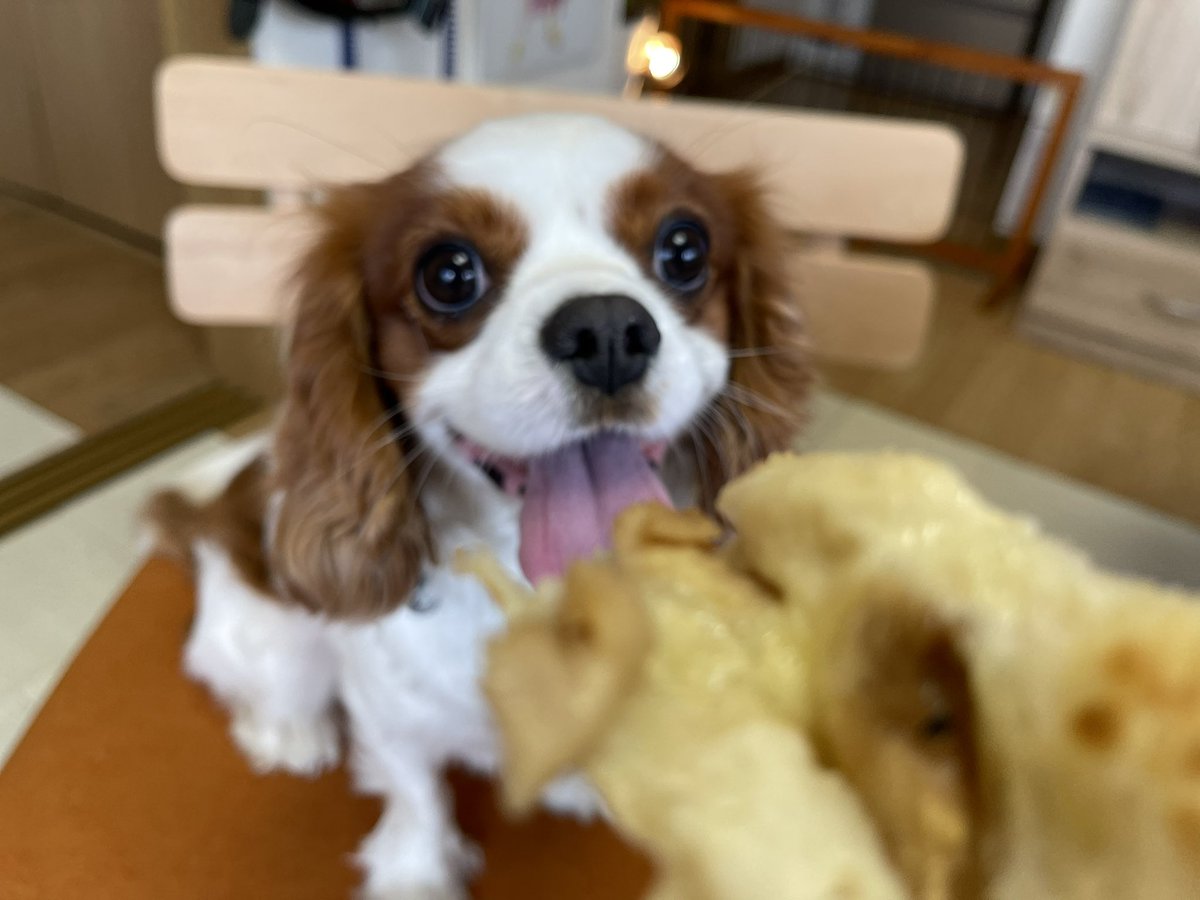 KOTARO202001's tweet photo. ピザ？？？

ピザッ？？！！

ピザッ！！！！！！

ぴざぁぁぁあ！！！！！
#久しぶり
#キャバリア
#犬用
#ピザ
#沖縄 https://t.co/mStgvHT9fF