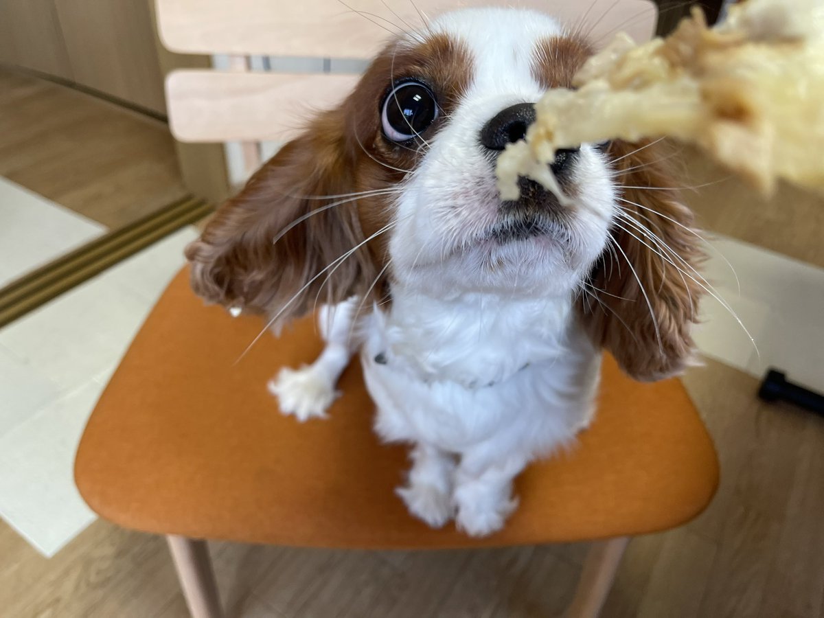 KOTARO202001's tweet photo. ピザ？？？

ピザッ？？！！

ピザッ！！！！！！

ぴざぁぁぁあ！！！！！
#久しぶり
#キャバリア
#犬用
#ピザ
#沖縄 https://t.co/mStgvHT9fF