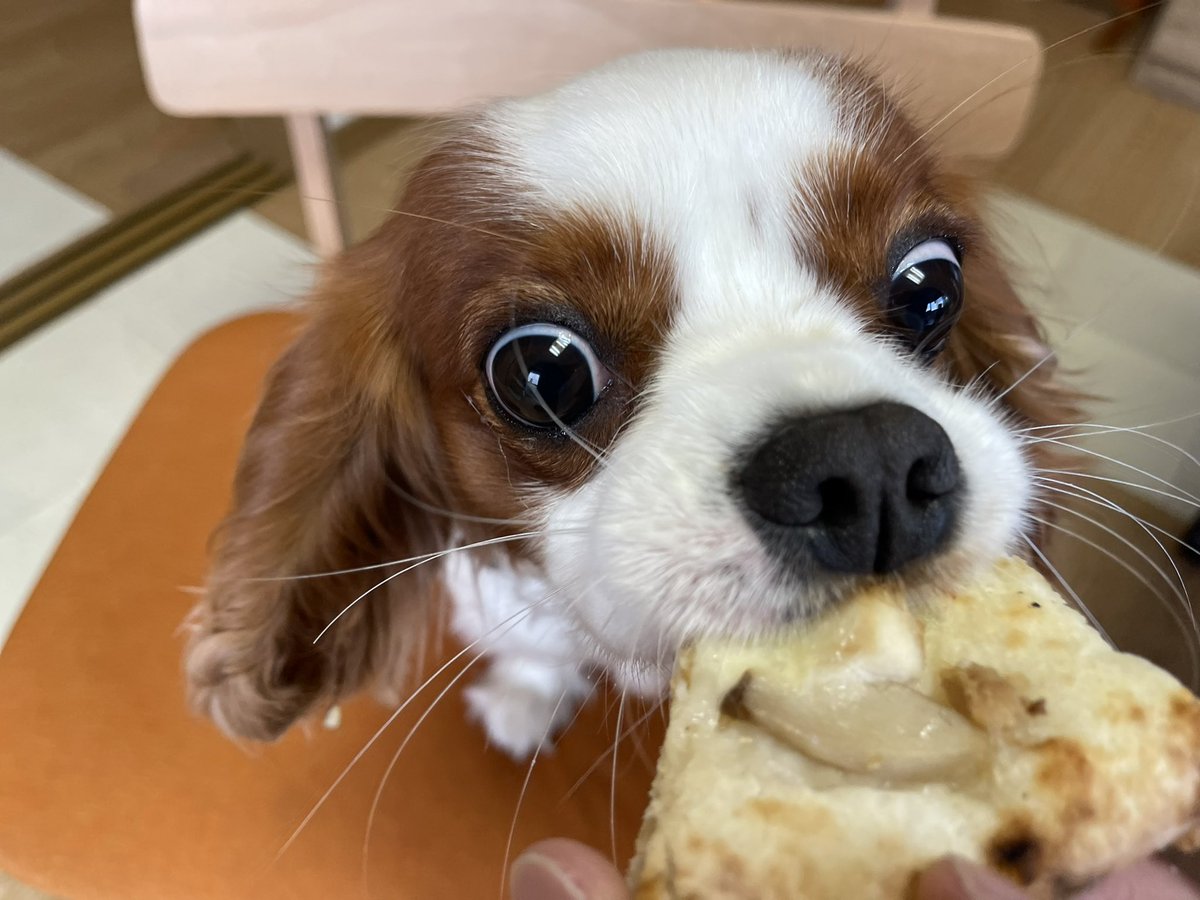 KOTARO202001's tweet photo. ピザ？？？

ピザッ？？！！

ピザッ！！！！！！

ぴざぁぁぁあ！！！！！
#久しぶり
#キャバリア
#犬用
#ピザ
#沖縄 https://t.co/mStgvHT9fF