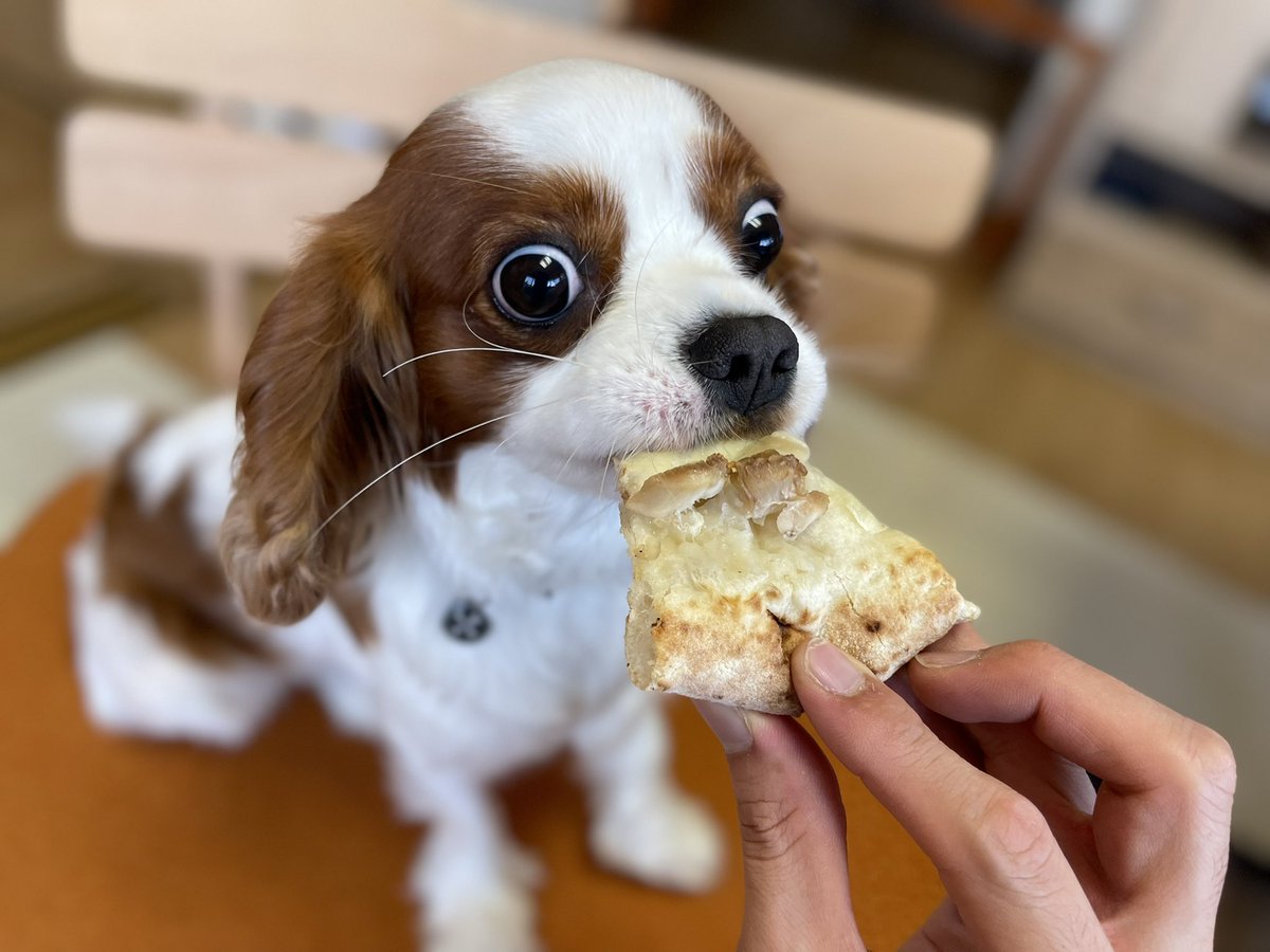 KOTARO202001's tweet photo. ピザ？？？

ピザッ？？！！

ピザッ！！！！！！

ぴざぁぁぁあ！！！！！
#久しぶり
#キャバリア
#犬用
#ピザ
#沖縄 https://t.co/mStgvHT9fF