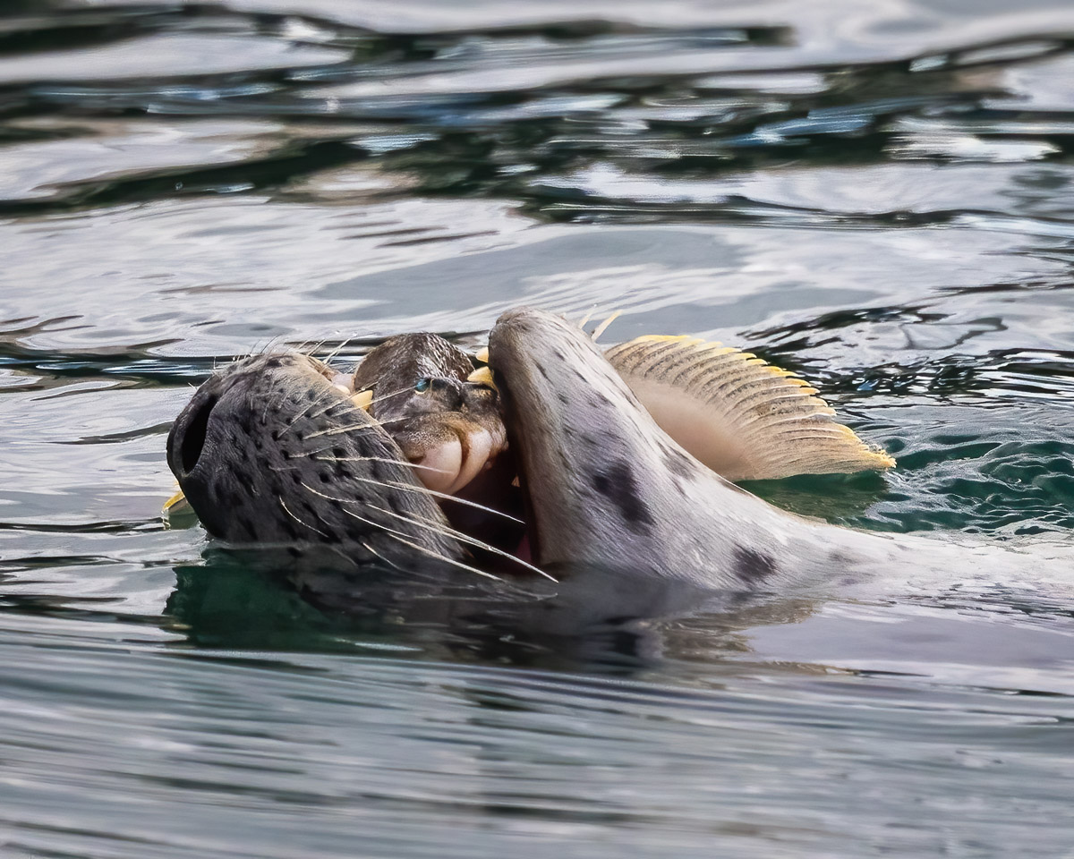 UntamedAperture's tweet photo. Playful harbor seal off the Homer Spit in Alaska.

#AlaskaWildlife #WildlifePhotography https://t.co/JusyhA3w1P