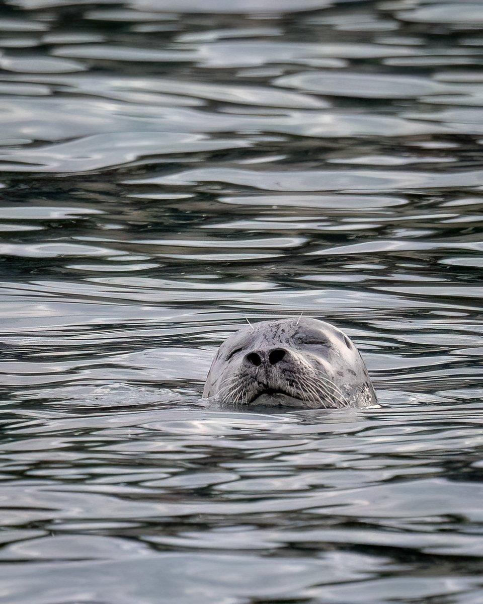 UntamedAperture's tweet photo. Playful harbor seal off the Homer Spit in Alaska.

#AlaskaWildlife #WildlifePhotography https://t.co/JusyhA3w1P