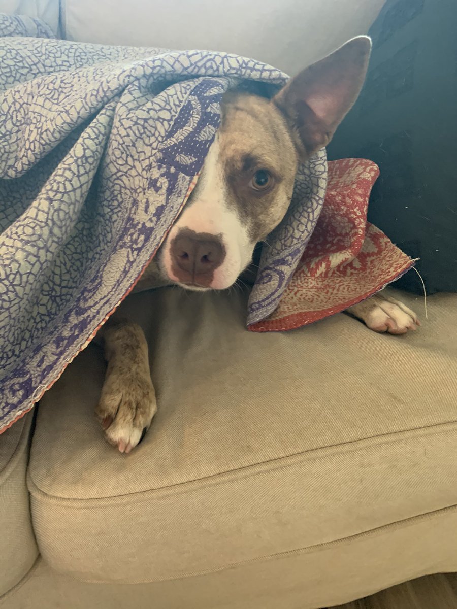 James23Cramer's tweet photo. @dog_rates @Trupanion Kricket was our foster for one day. Three years later, you can guess how that worked out. https://t.co/P6wqWduFiB