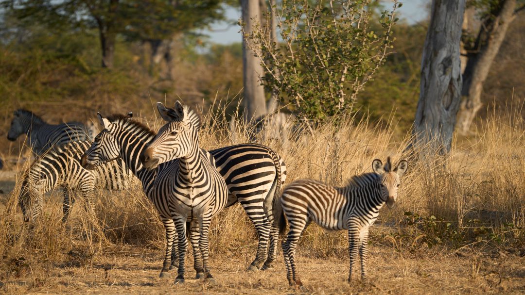 A baby zebra enjoying a morning meal with mom. Seen in South Luangwa National Park, Zambia.

#safari #safaridestinations #naturephotography #wildlife #wildlifephotopraphy #photographylovers #nature_perfection #photooftheday #wonderlust #chikuntosafarilodge #travelphotography…