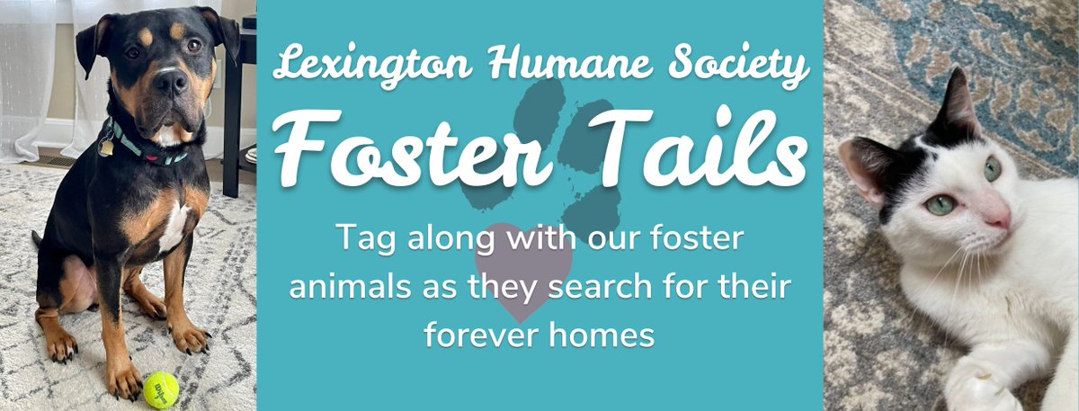 We're excited to share with you a new Lexington Humane Society Facebook Group: LHS Foster Tails!

In this public group, you will find posts from foster parents who are caring for adoptable animals while they search for forever homes.

🐾 Check it out here: facebook.com/groups/8183629…