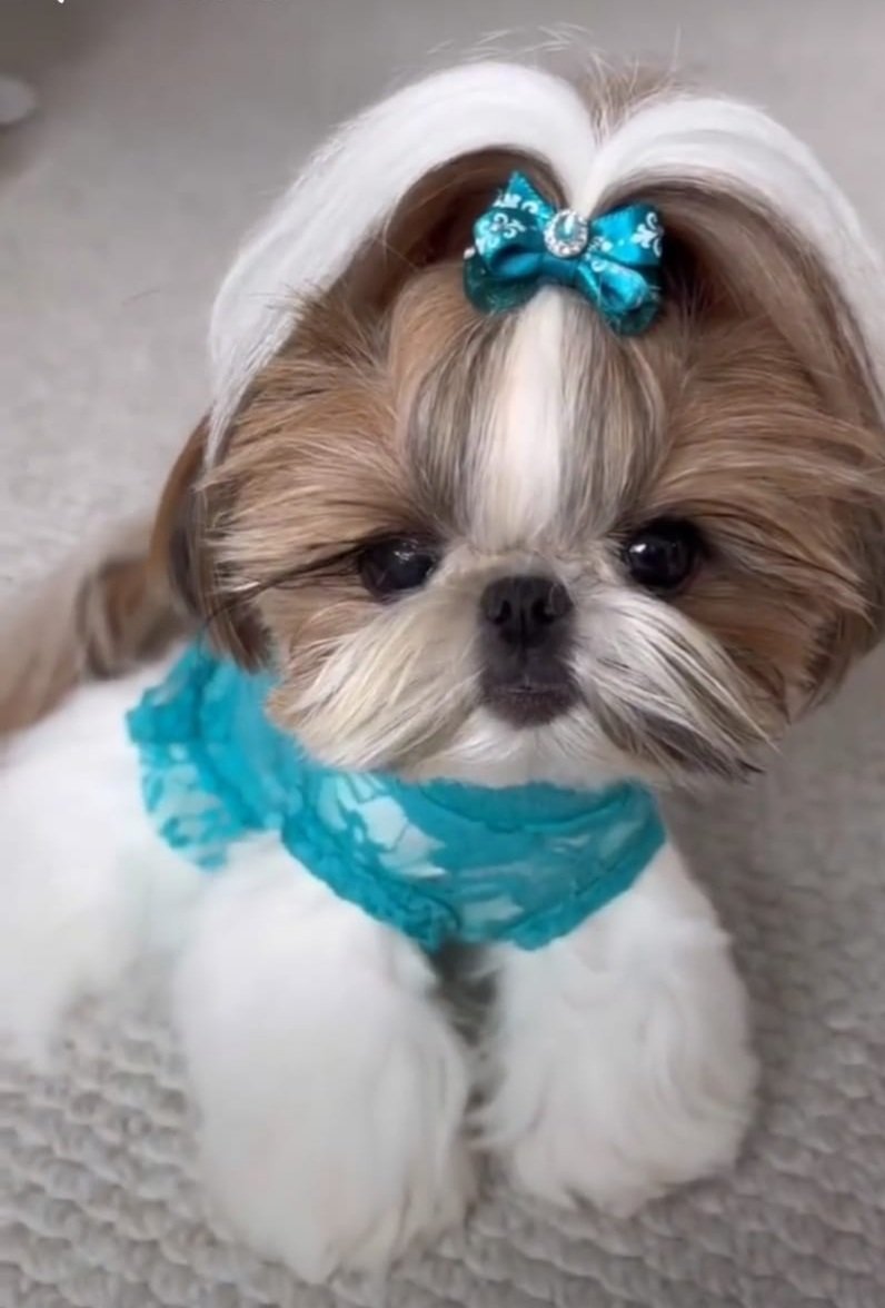 Bebişe bakarmısınız olsada sevsem öpsem  azıcıkkk