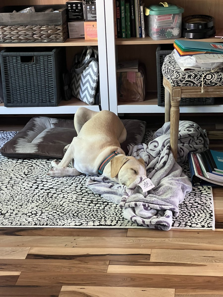 BurbankRob's tweet photo. Here’s the SPOD for Monday, 8/29. Enjoy! #dogsoftwitter https://t.co/HYSwltrS8V