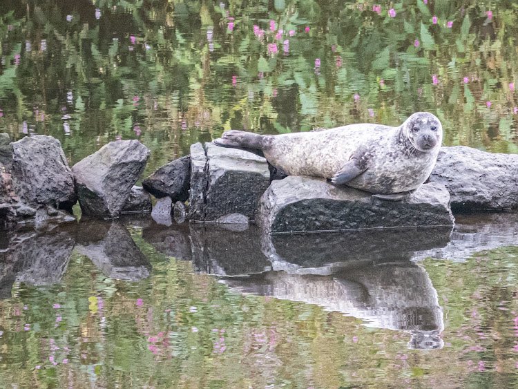 Sealena 💙 a cute little smooshie seal visiting the Cuningar Loop for the past few weeks 🦭