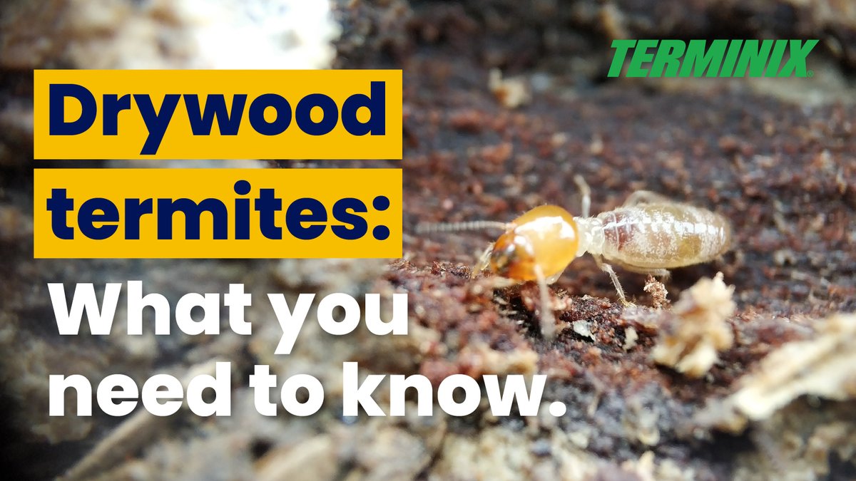 Late summer to early autumn usually marks the beginning of drywood termite season in some parts of the country. Learn more about what parts of the country are affected to see if you need drywood termite protection. terminix.com/termites/types…
