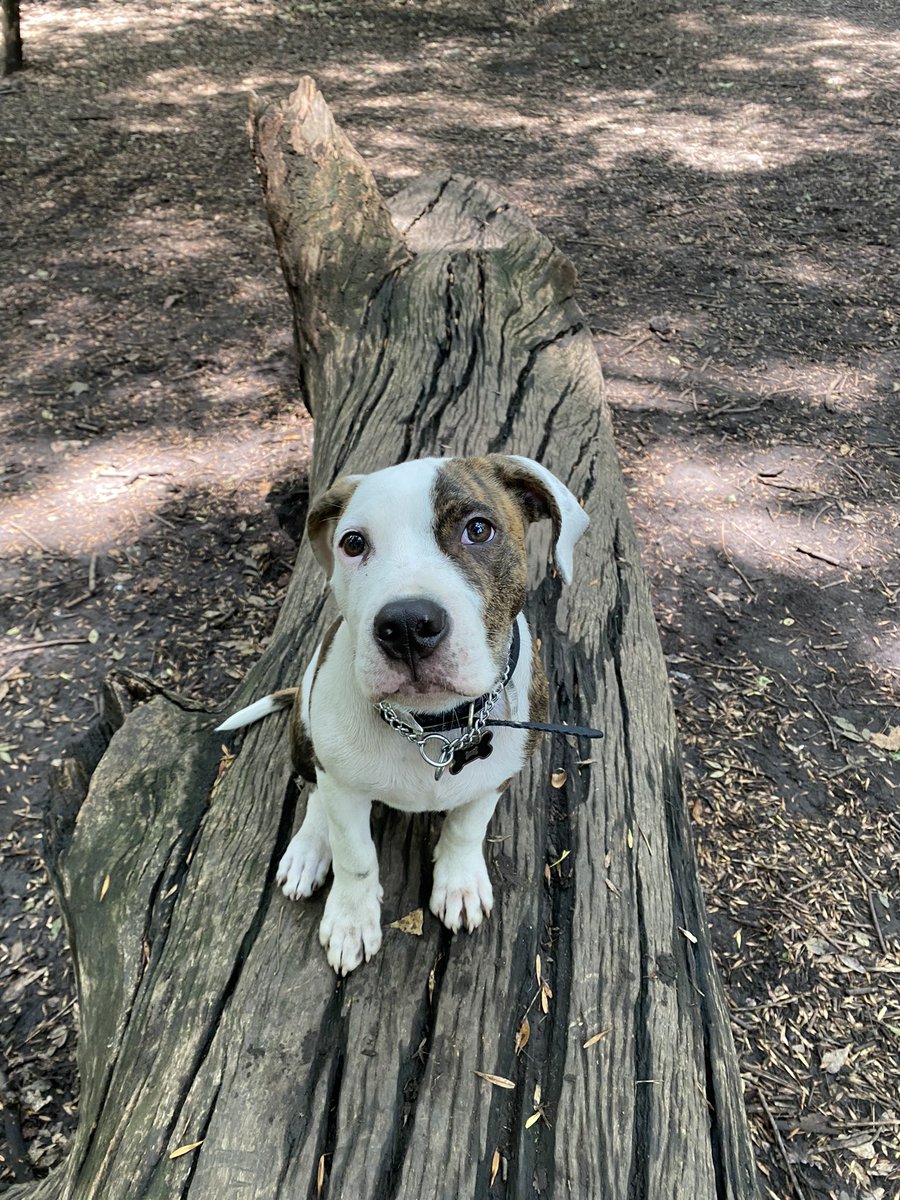 aKaJafi's tweet photo. @dog_rates @Trupanion MoMo https://t.co/aA3KgVI2bY
