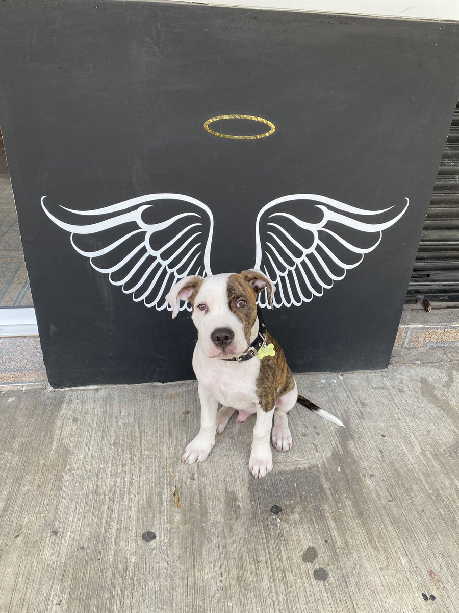 aKaJafi's tweet photo. @dog_rates @Trupanion MoMo https://t.co/aA3KgVI2bY